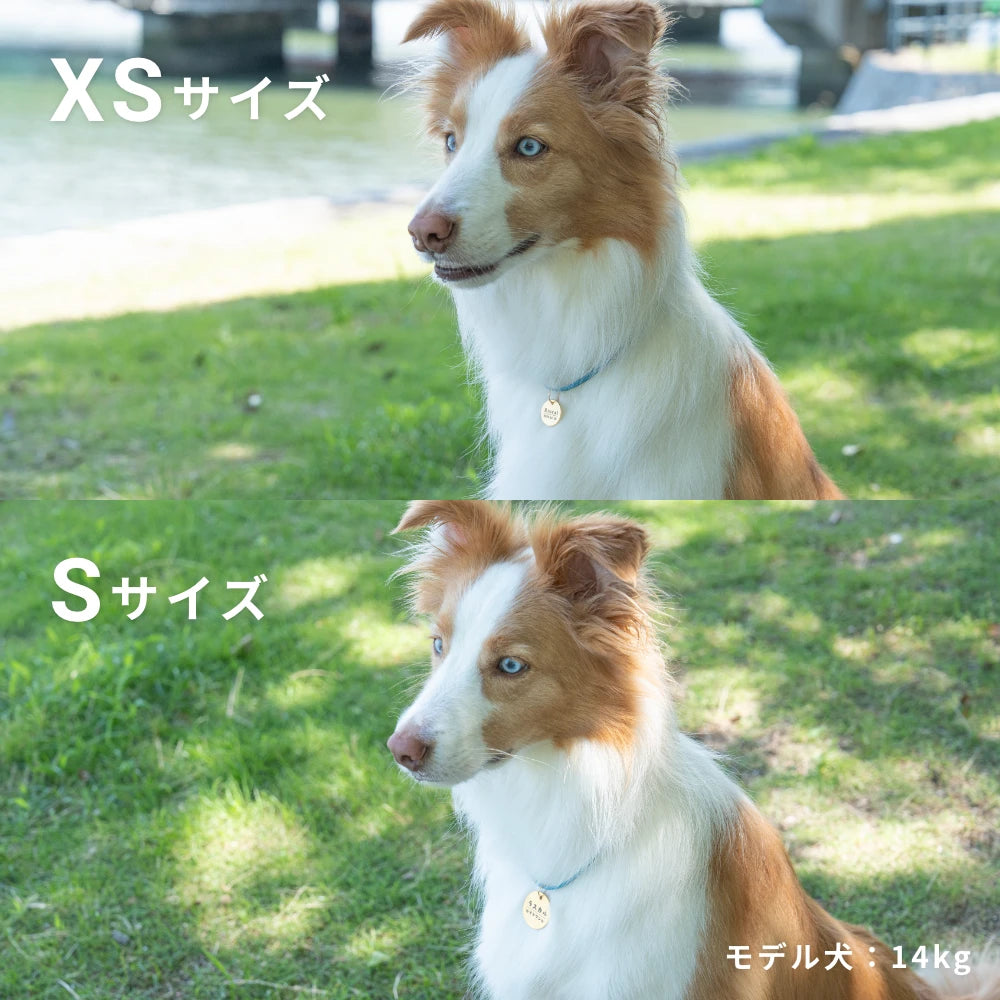 真鍮キーホルダー | QRコード付き犬用迷子札 | アプリ連携