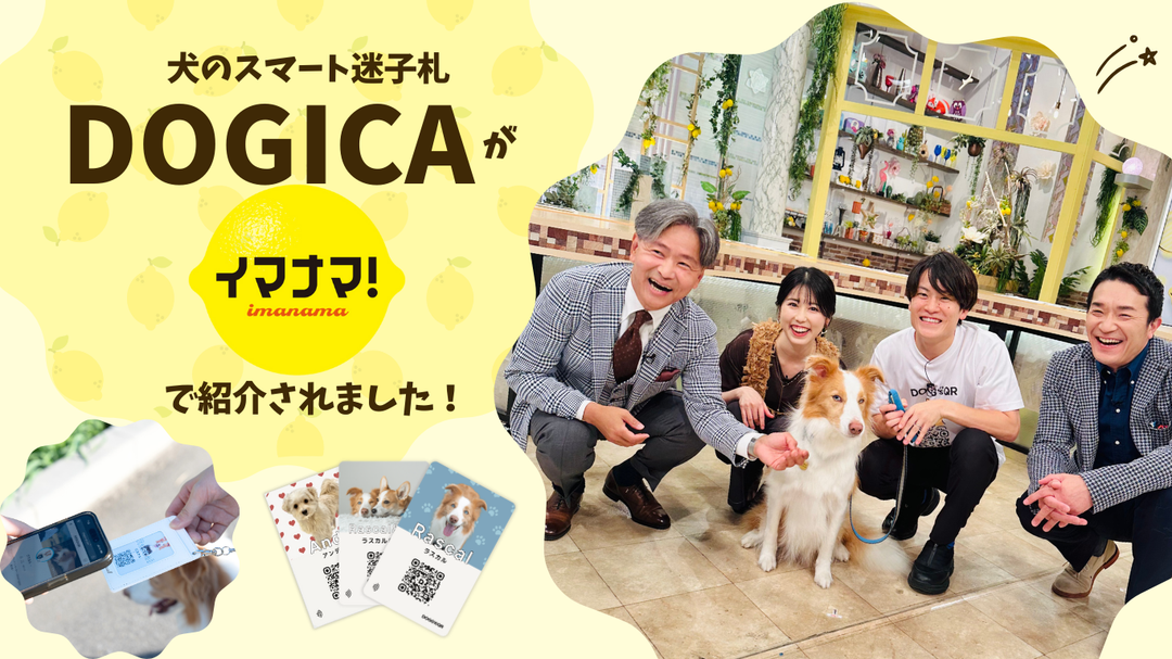 RCCテレビ「イマナマ！」生放送でDOGICA（ドギカ）が紹介されました！