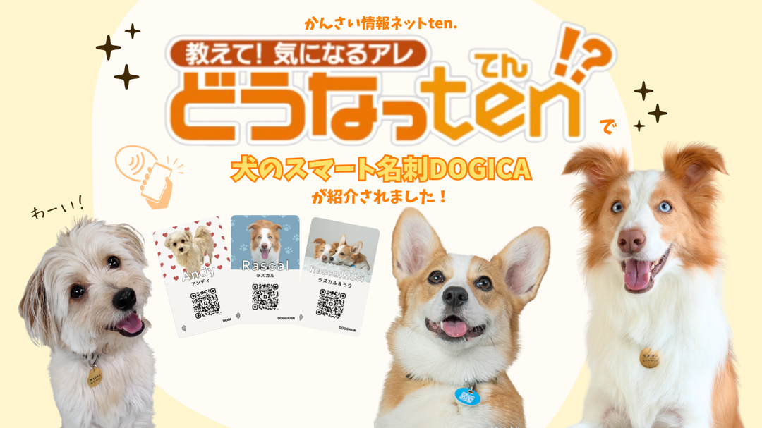 「かんさい情報ネットten.」でDOGICA（ドギカ）が紹介されました！