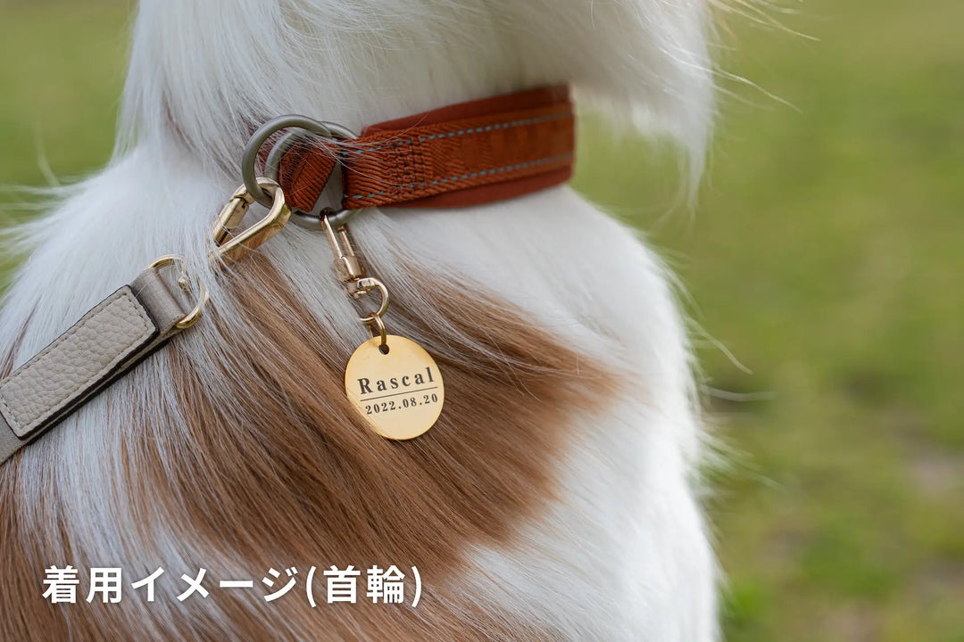 真鍮キーホルダー | QRコード付き犬用迷子札 | アプリ連携